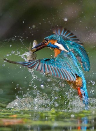 Обыкновенный Зимородок гнездо