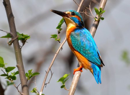 Обыкновенный Зимородок