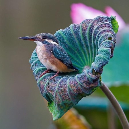 Зимородок на лотосе