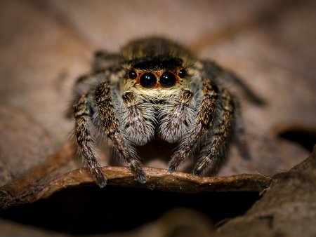 Phidippus Audax (паук-скакун)
