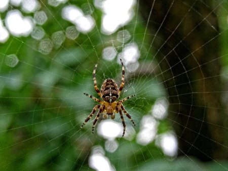 Araneus diadematus паук крестовик