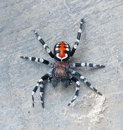 Паук Хоакин Феникс