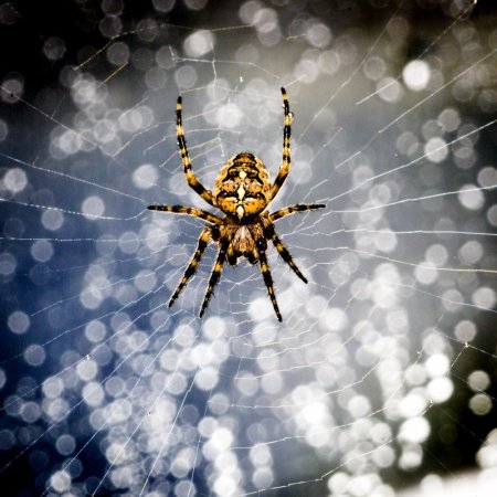 Прядущий Мизгирь паук