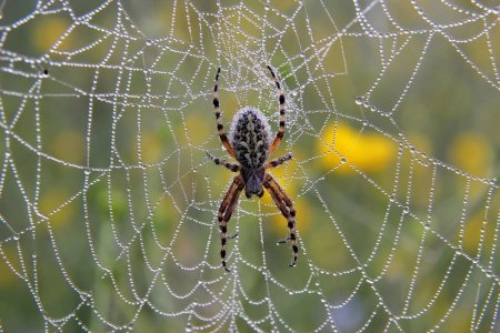Паутина тарантула