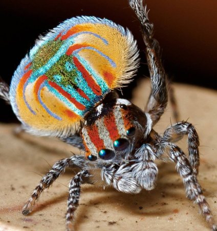 Паук Maratus speciosus