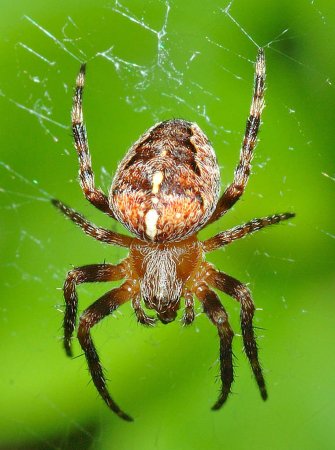Araneus diadematus - крестовик