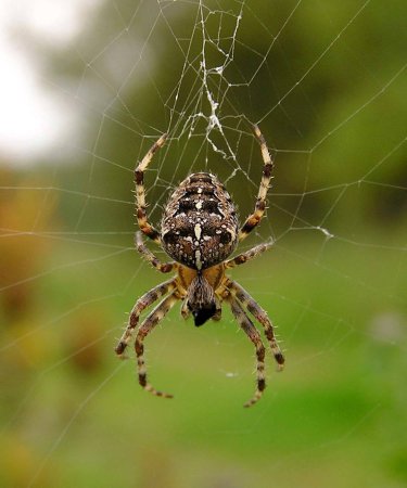 Araneus diadematus - крестовик
