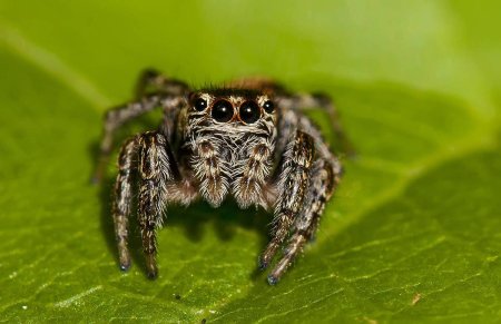 Красноспинный паук скакун