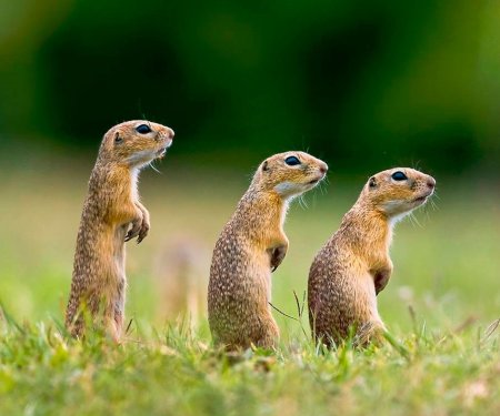 Крапчатый суслик