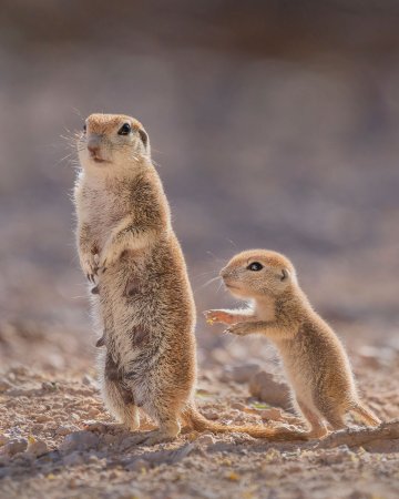 Суслики смешные