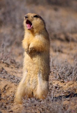 Айдахский суслик