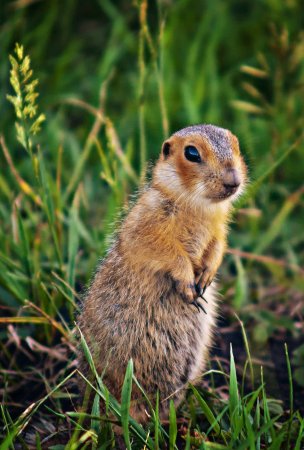 Крапчатый суслик