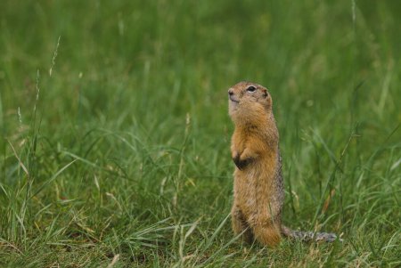 Черноголовый суслик