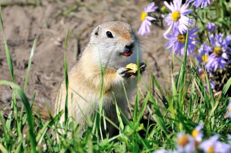 Айдахский суслик