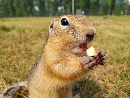 Руслик суслик