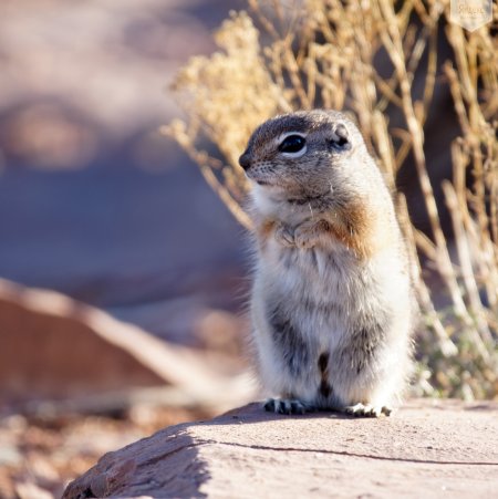 Суслик Степной
