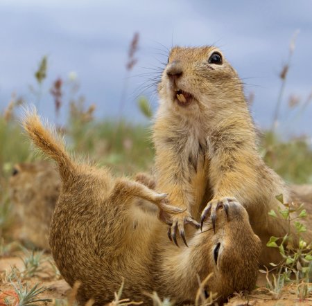 Прикольный суслик
