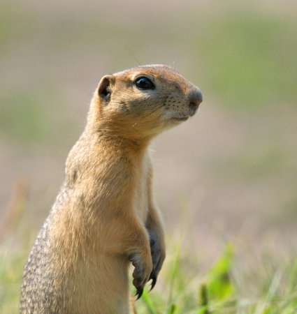 Айдахский суслик