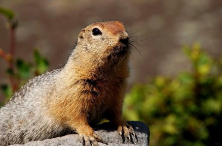 Крапчатый суслик