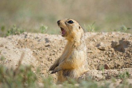 Суслик Степной Калмыкия