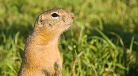 Даурский суслик