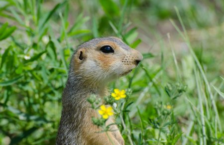 Крымский Степной суслик