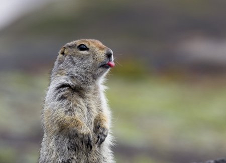 Мокрый суслик