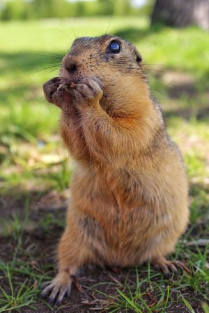 Голохвостый суслик