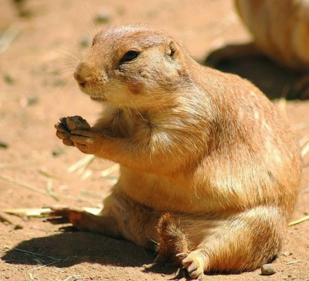 Ютасская Луговая собачка