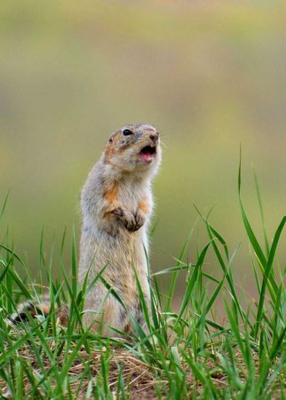 Даурский суслик