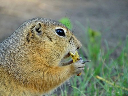 Крымский Степной суслик