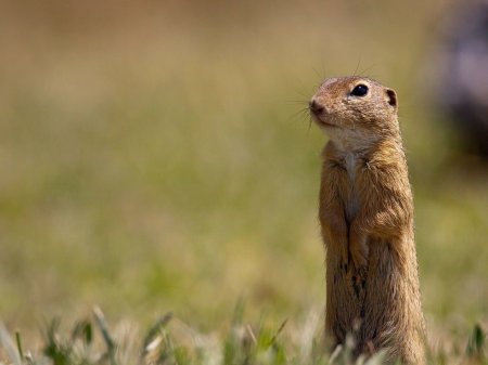 Суслик Белдинга