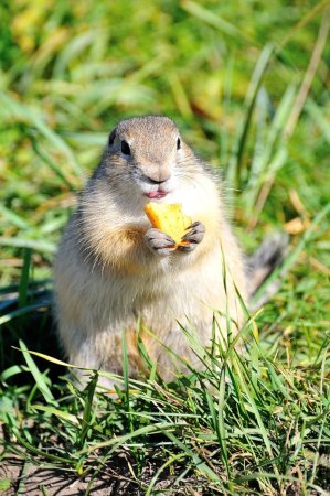 Даурский суслик