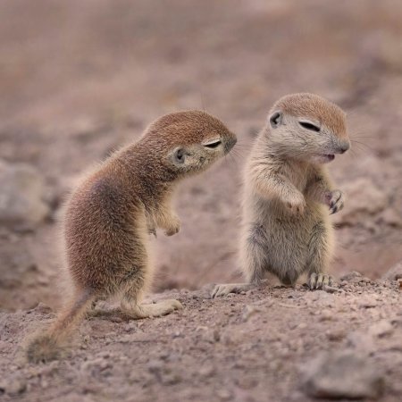 Суслики обнимаются