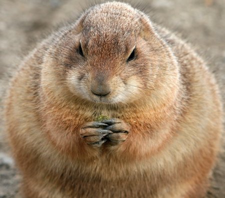 Пухлый суслик