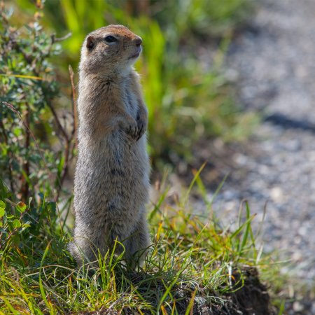 Суслики в Киргизии