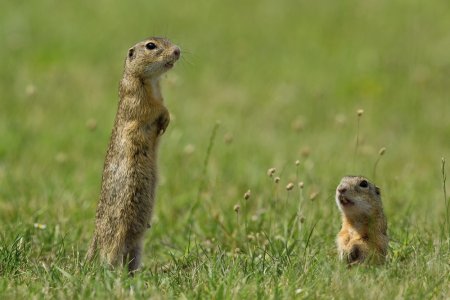 Стэн суслик