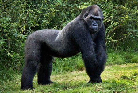 Горилла (Gorilla Gorilla)
