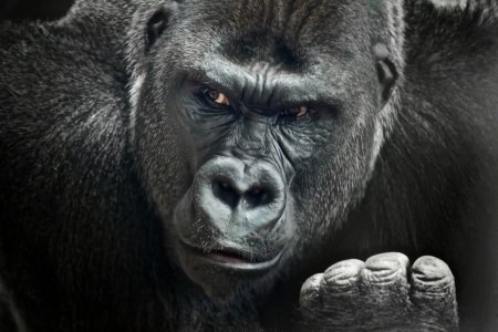 Robert горилла