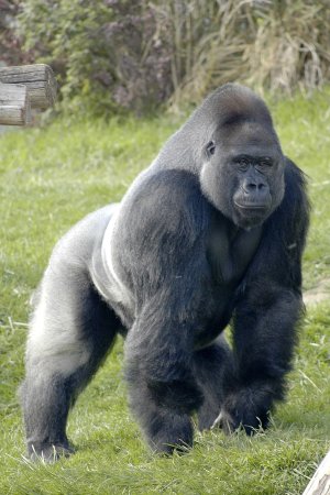 Горилла (Gorilla Gorilla)