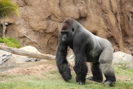 Горные гориллы Африки