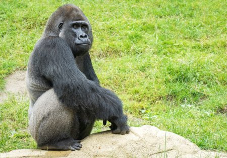 Горилла (Gorilla Gorilla)