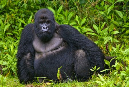 Горная горилла самец