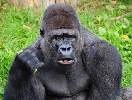 МУТАНТ Гиббон горилла