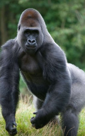 Западная равнинная горилла