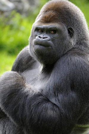 Горилла Исабукуру