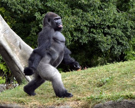 Прямоходящая горилла