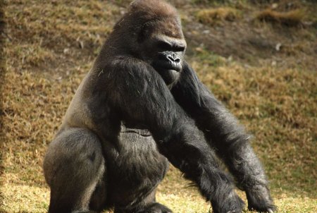 Горилла Шабани