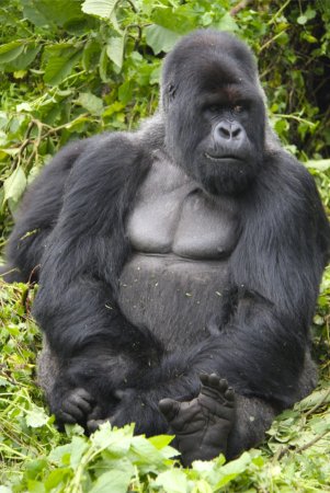 Сильвербэк горилла