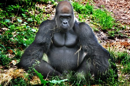 Лысая горилла